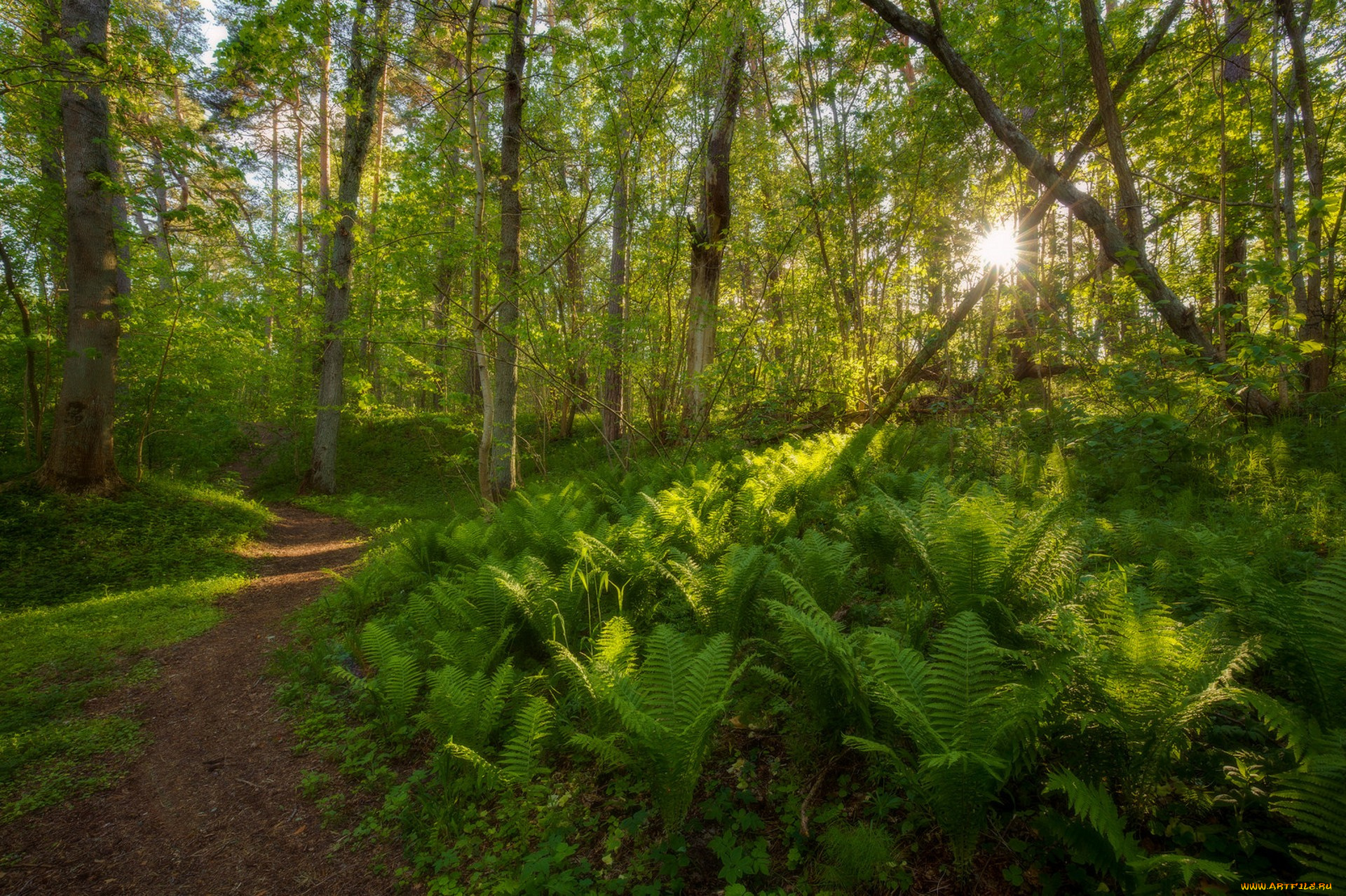 природа, лес, простор