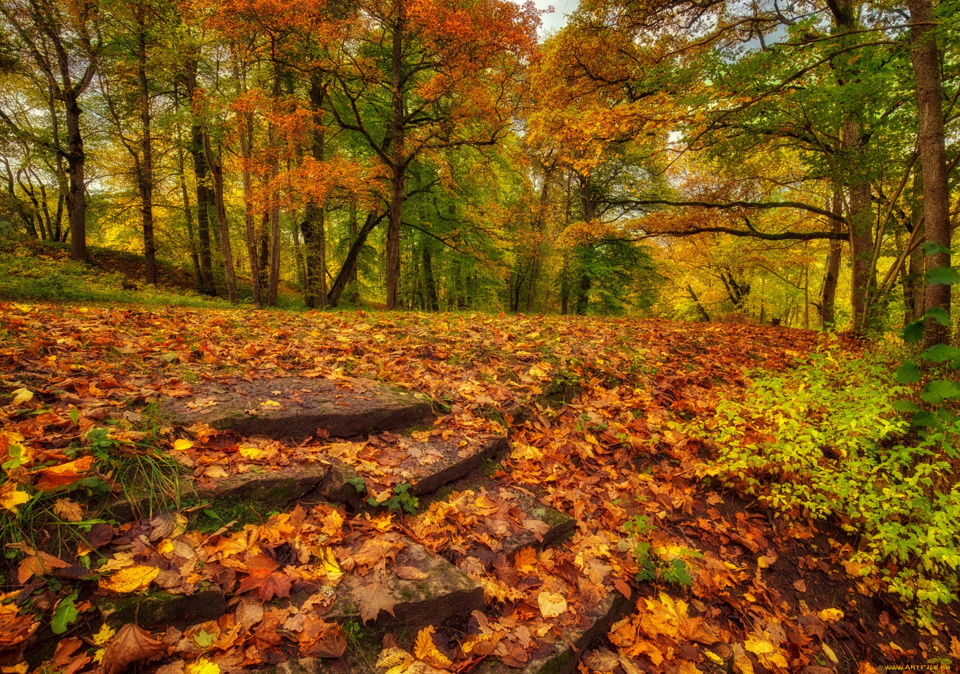 природа, лес, простор