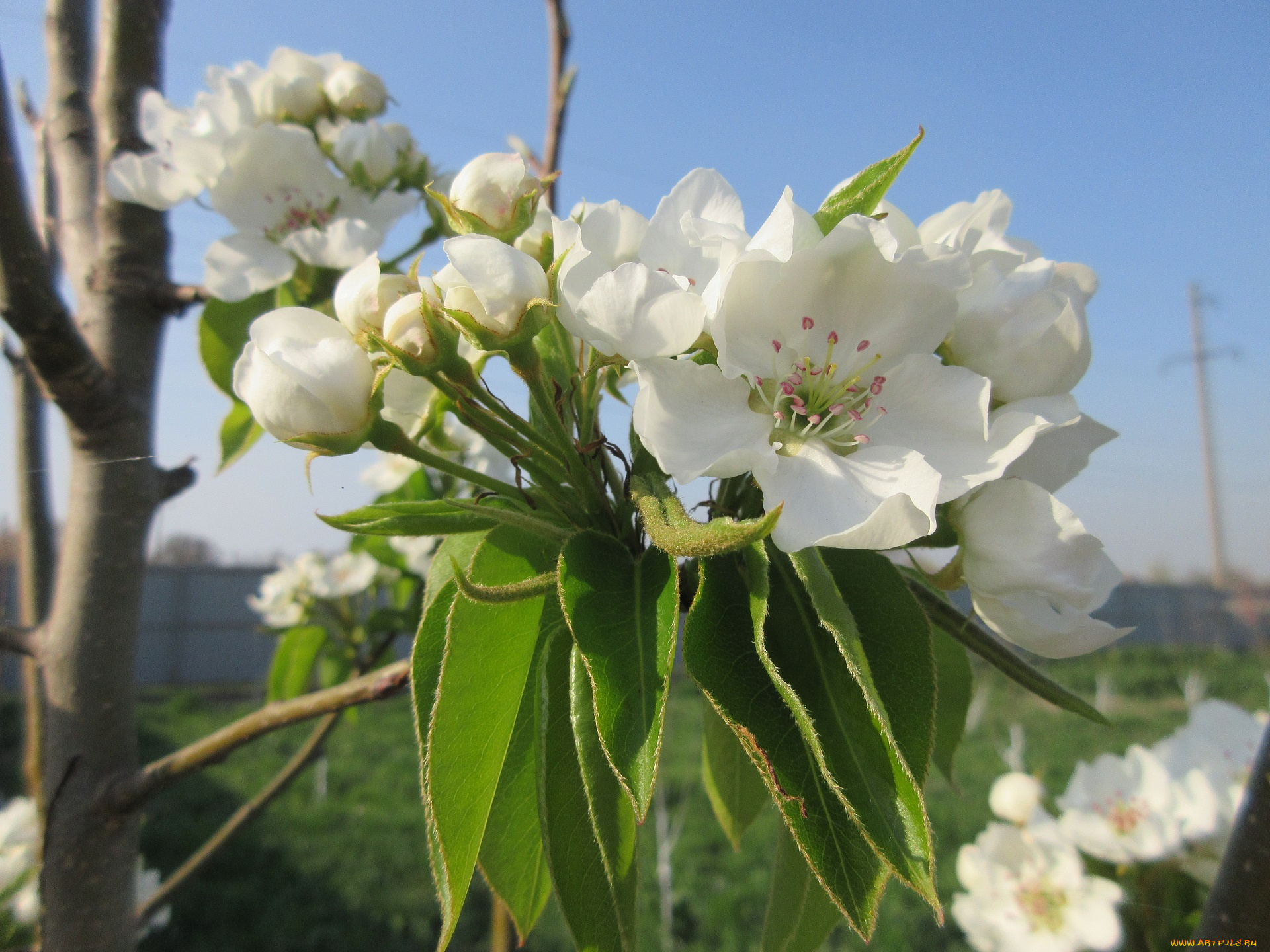 цветы, цветущие, деревья, , , кустарники, весна, 2018