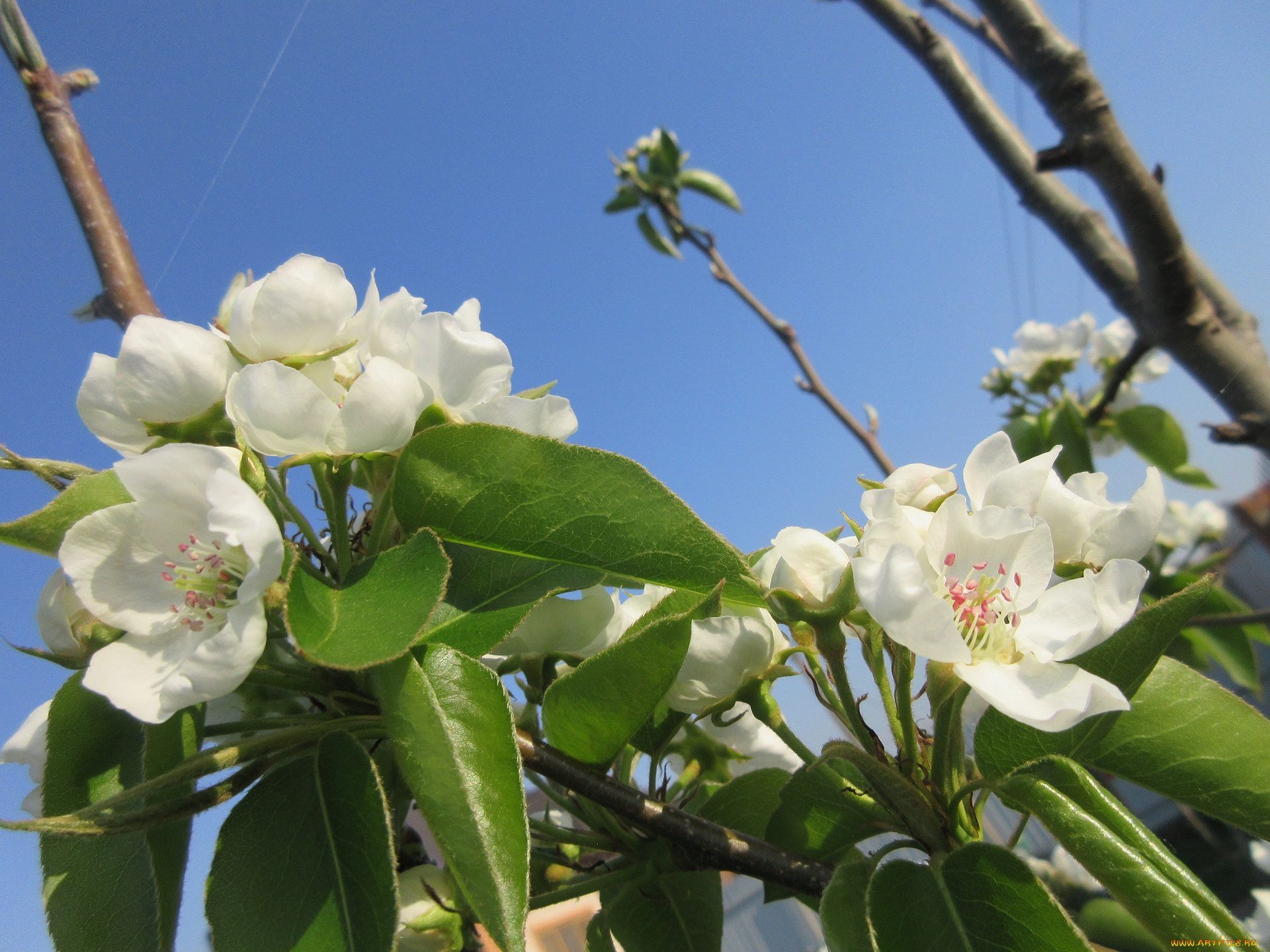цветы, цветущие, деревья, , , кустарники, весна, 2018