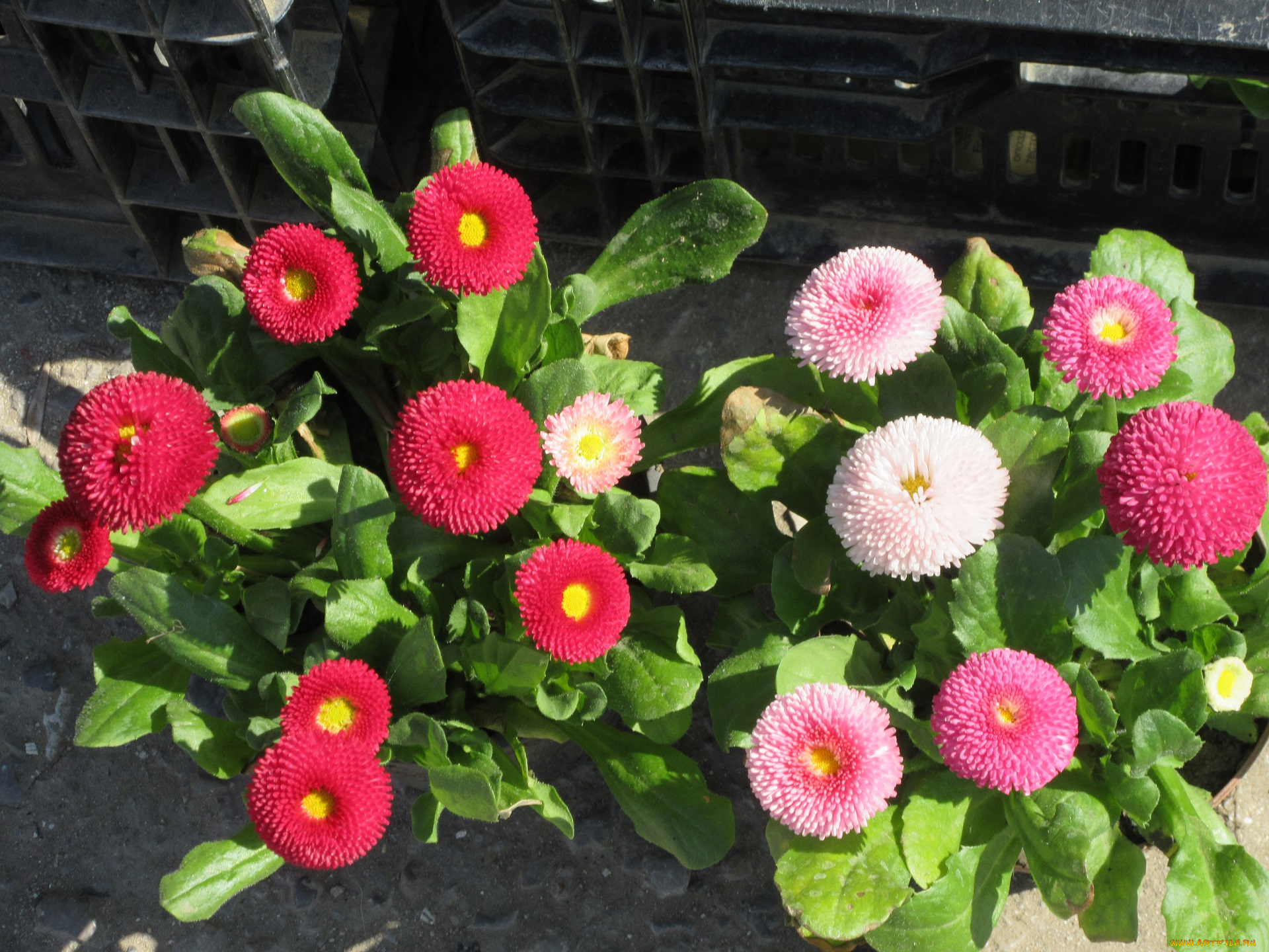 цветы, маргаритки, весна, 2018