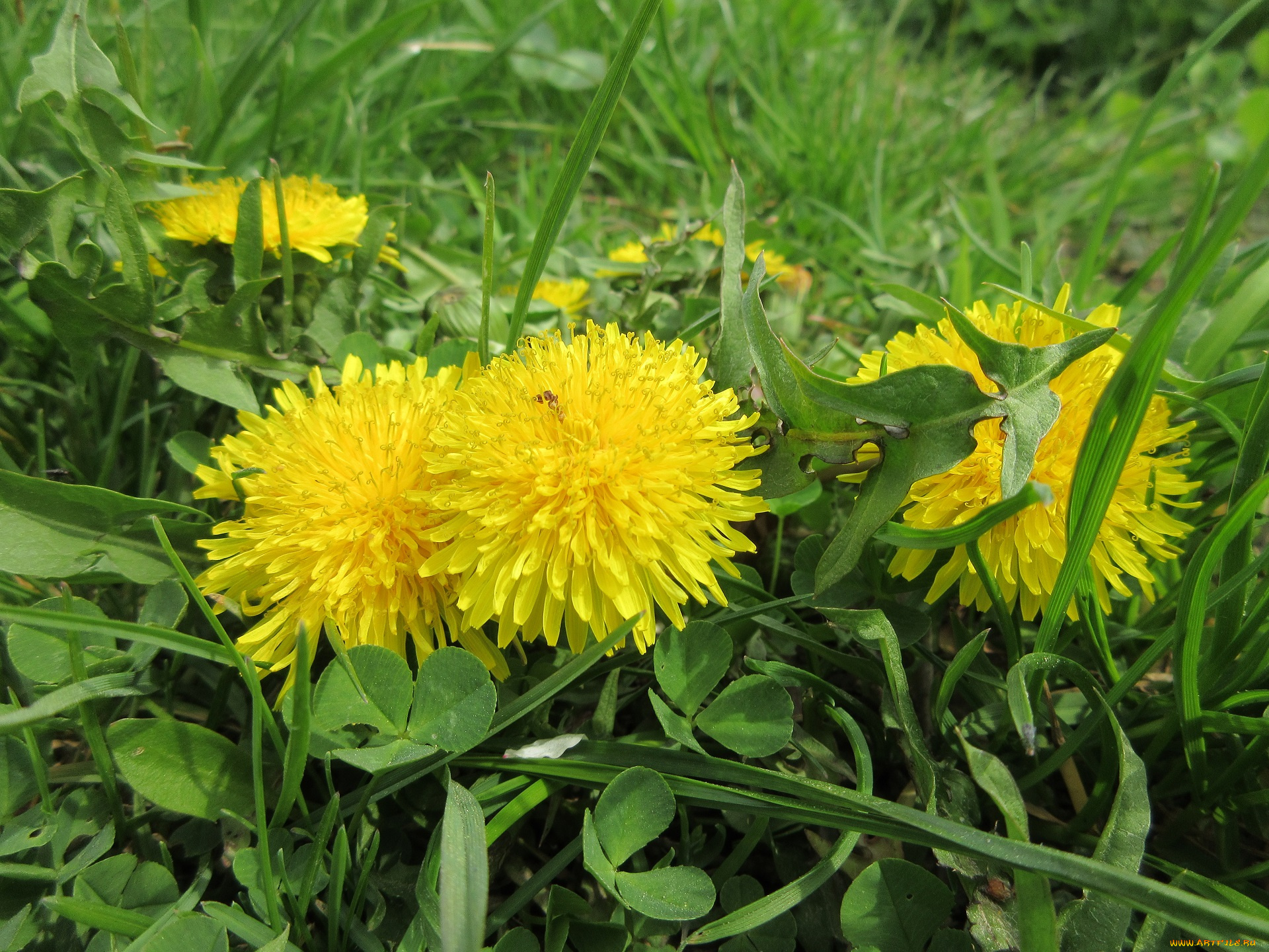 цветы, одуванчики, весна, 2018