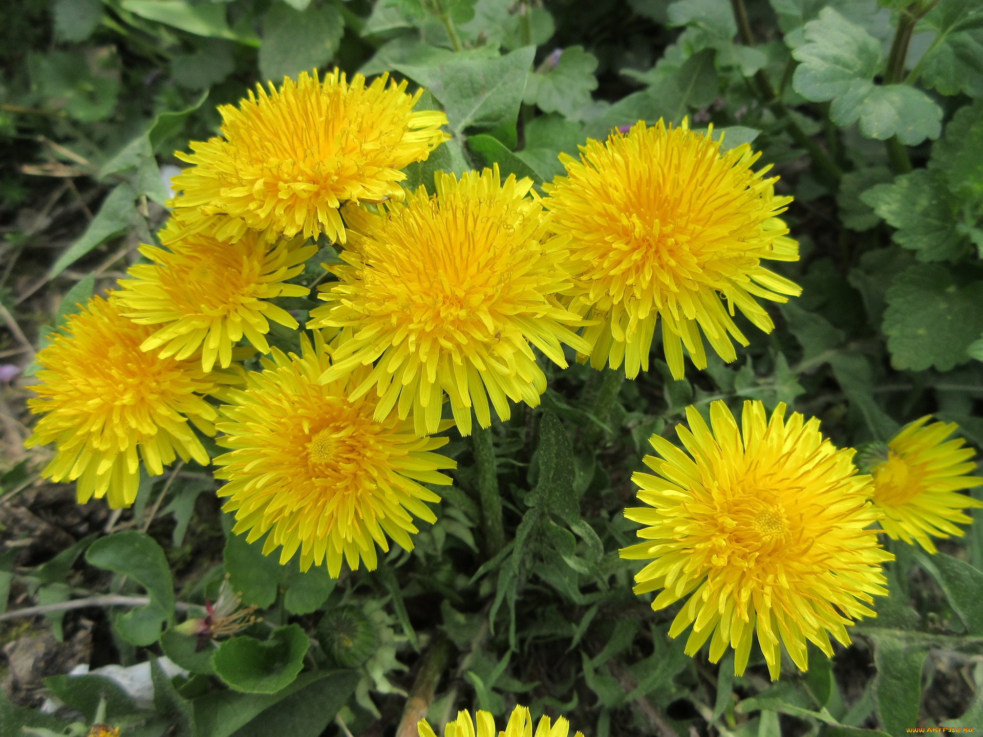 цветы, одуванчики, весна, 2018