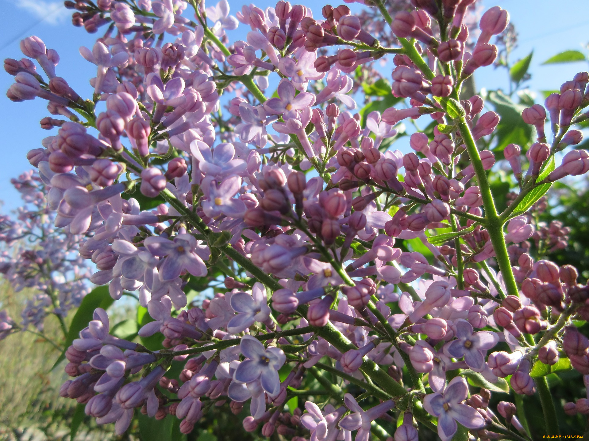 цветы, сирень, весна, 2018