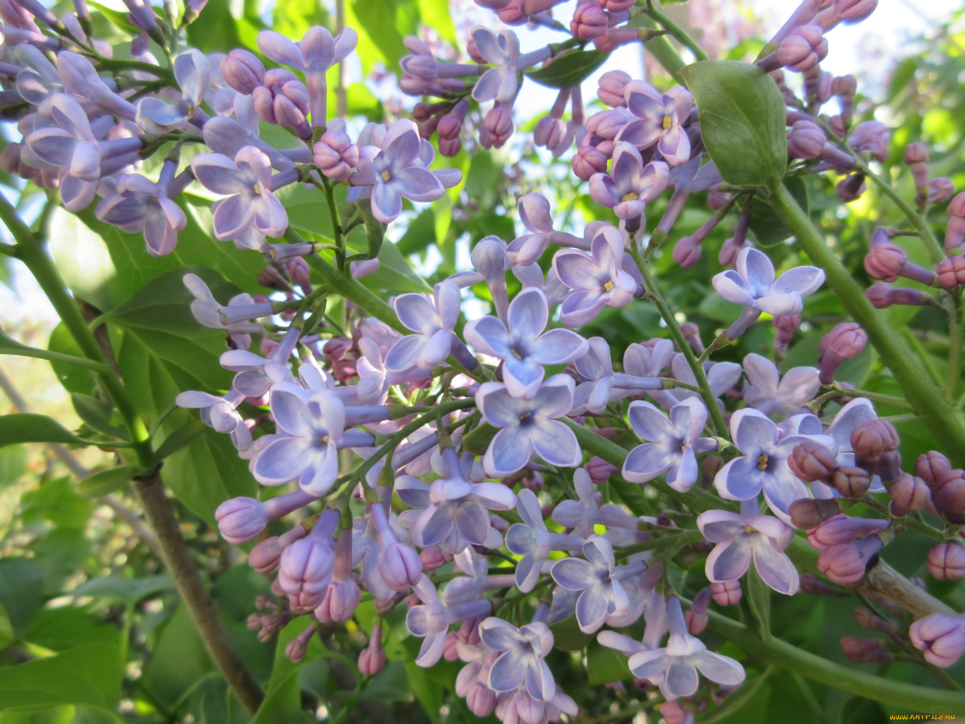 цветы, сирень, весна, 2018