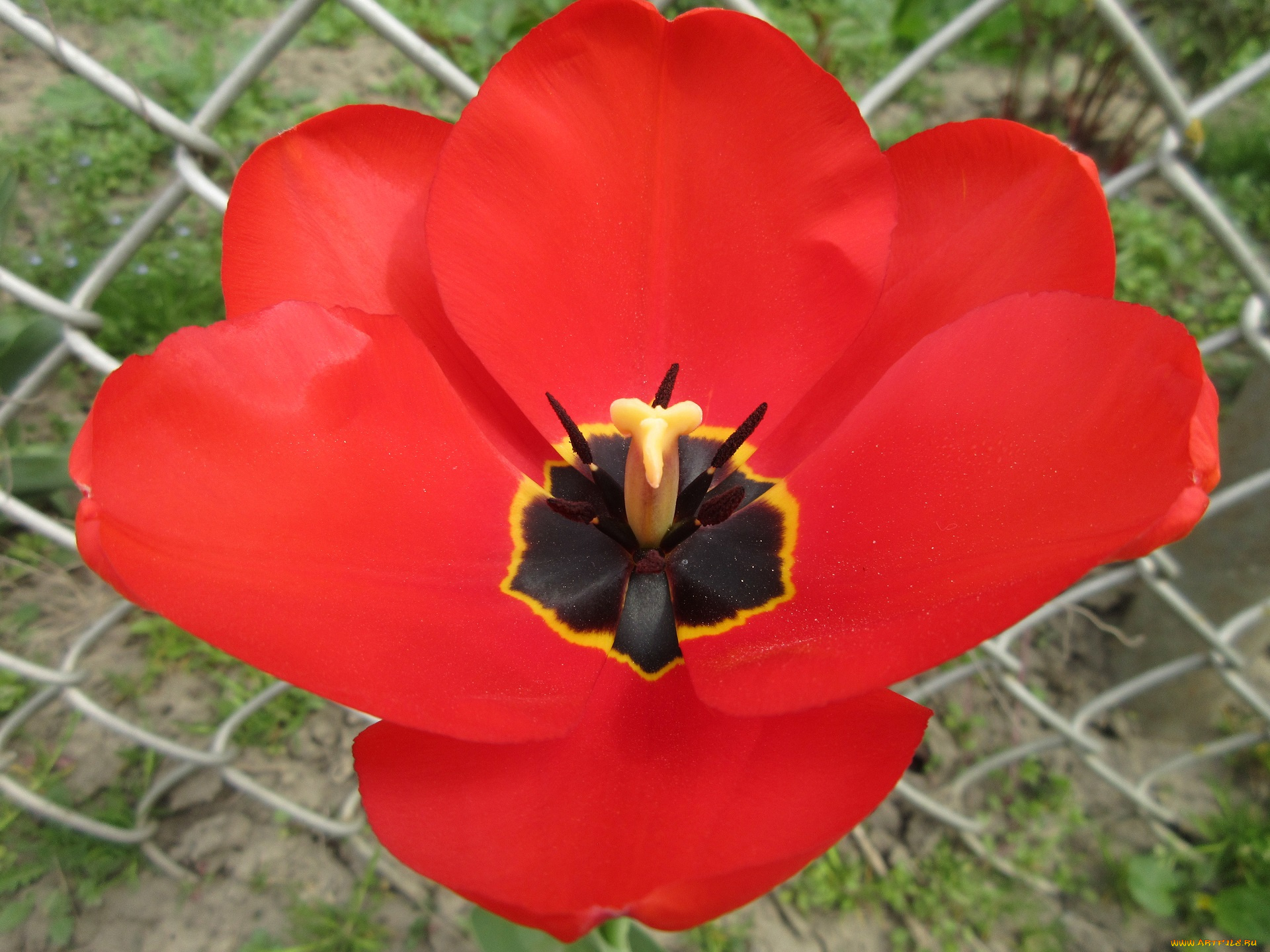 цветы, тюльпаны, апрель, весна, 2018