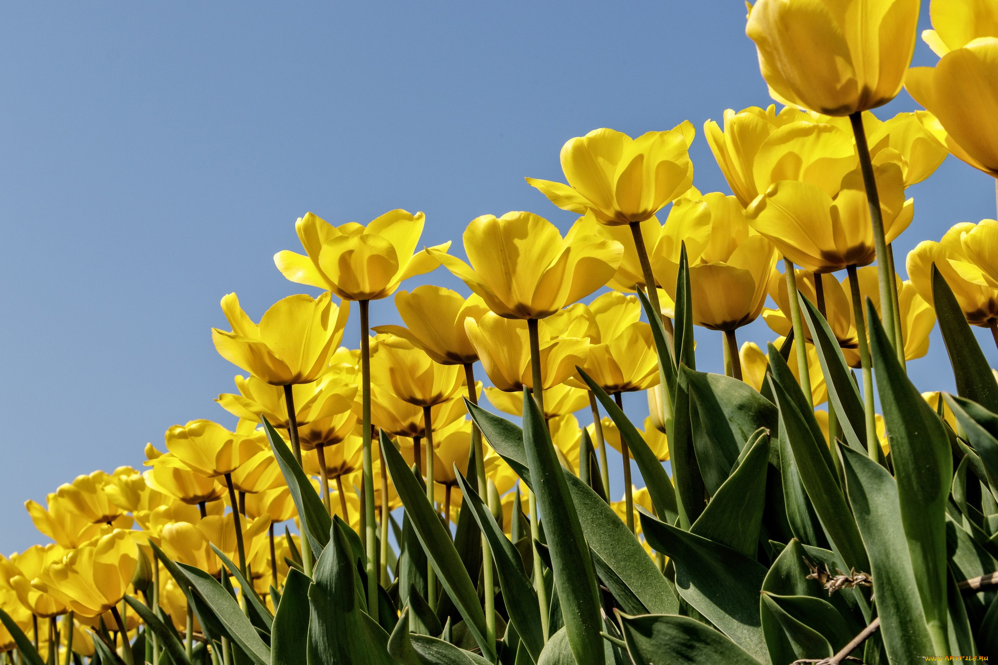 цветы, тюльпаны, бутоны, плантация, много