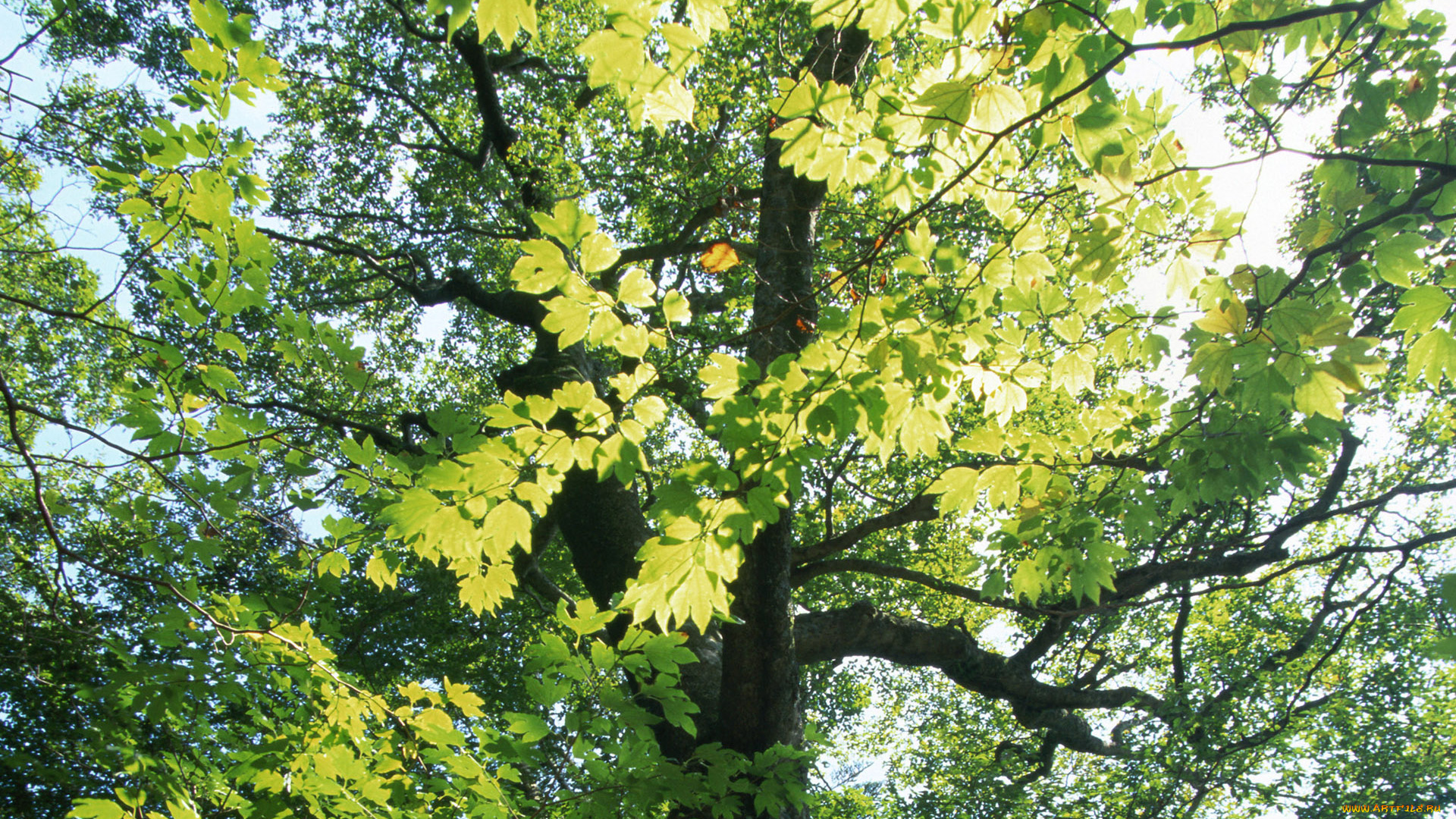 природа, деревья, дерево, клен