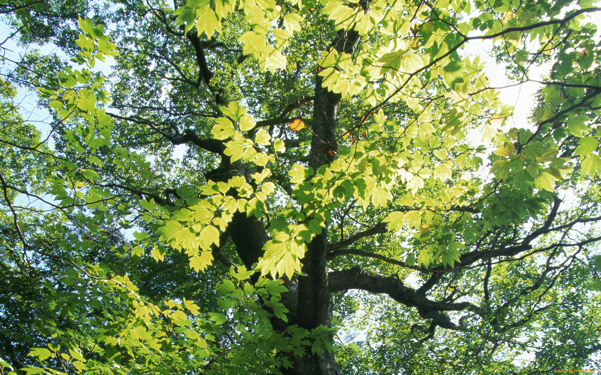 природа, деревья, дерево, клен