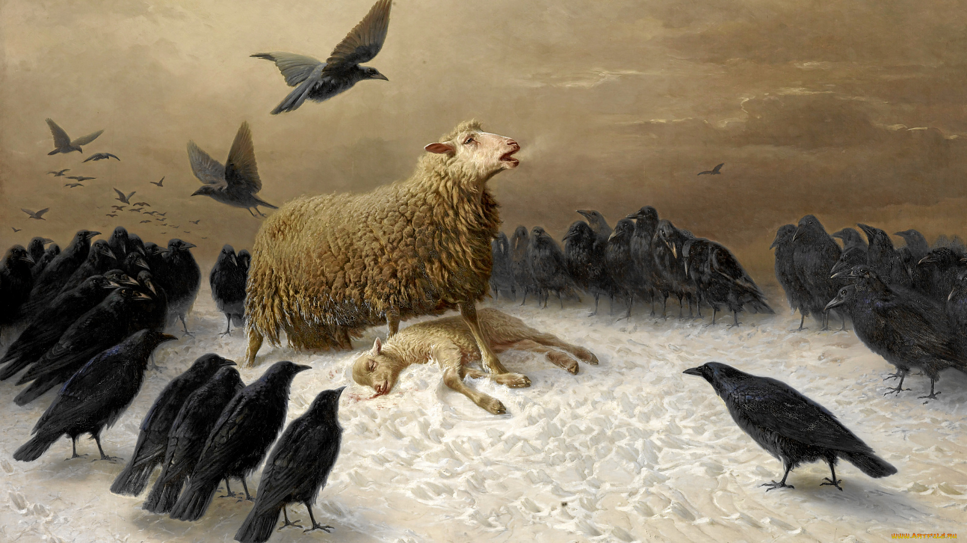 август, фридрих, шенк, -, 