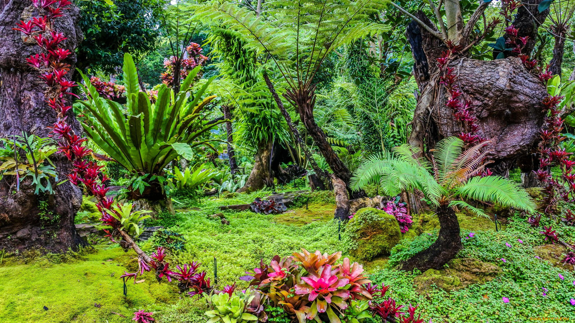 thailand, природа, парк