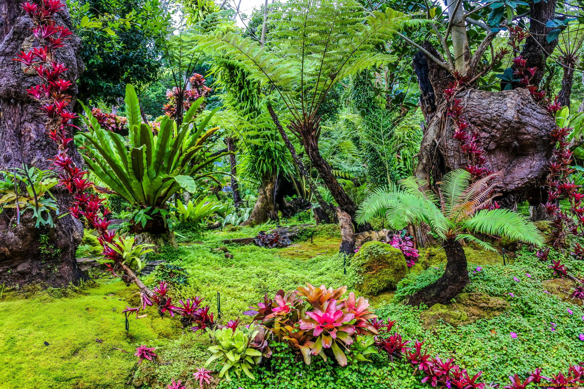 thailand, природа, парк