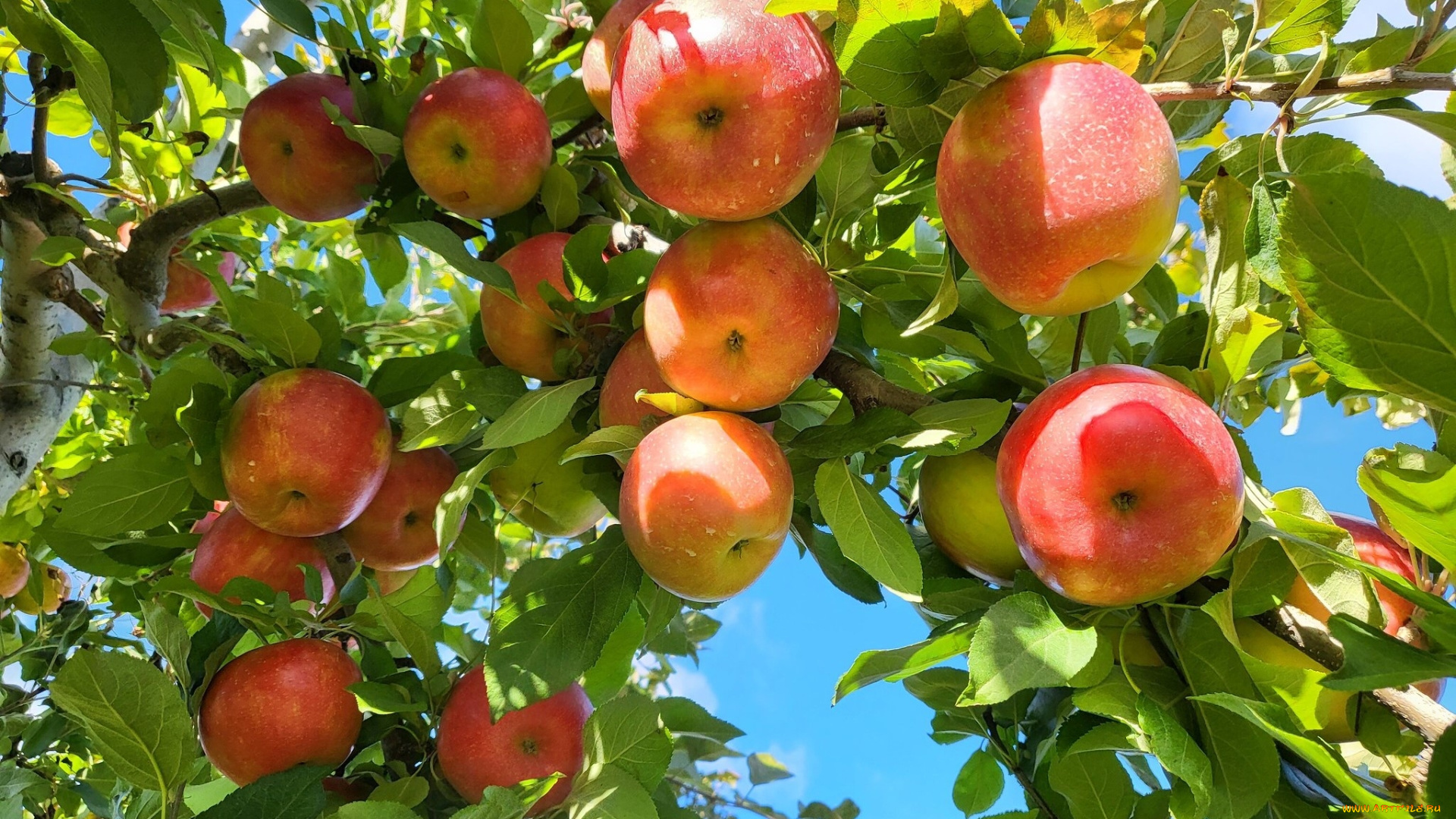природа, плоды, яблоки