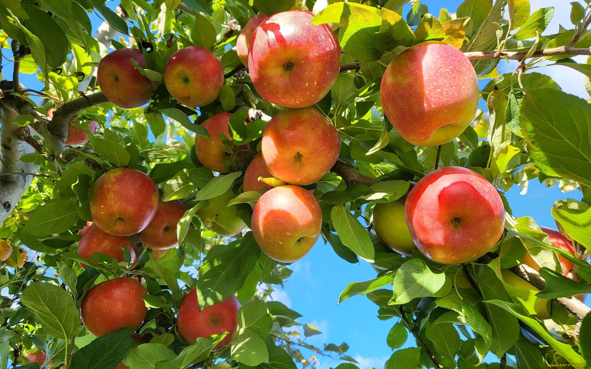 природа, плоды, яблоки