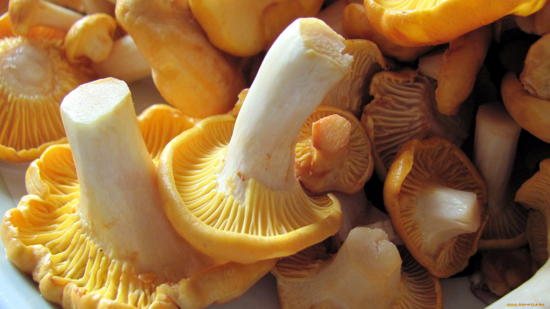 еда, грибы, , грибные, блюда, лисички