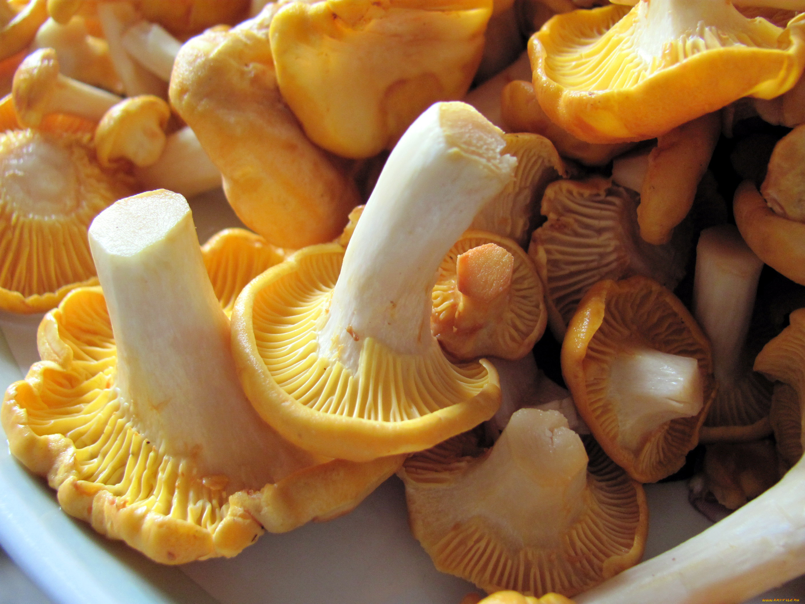 еда, грибы, , грибные, блюда, лисички