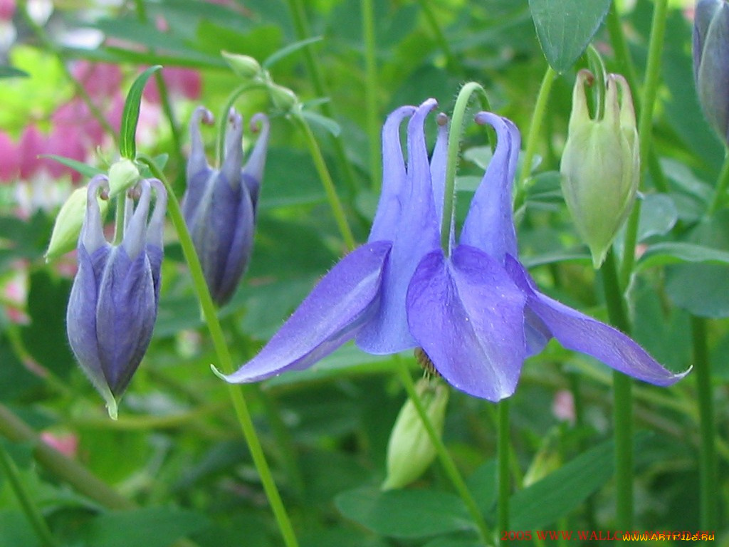 цветы, аквилегия, водосбор