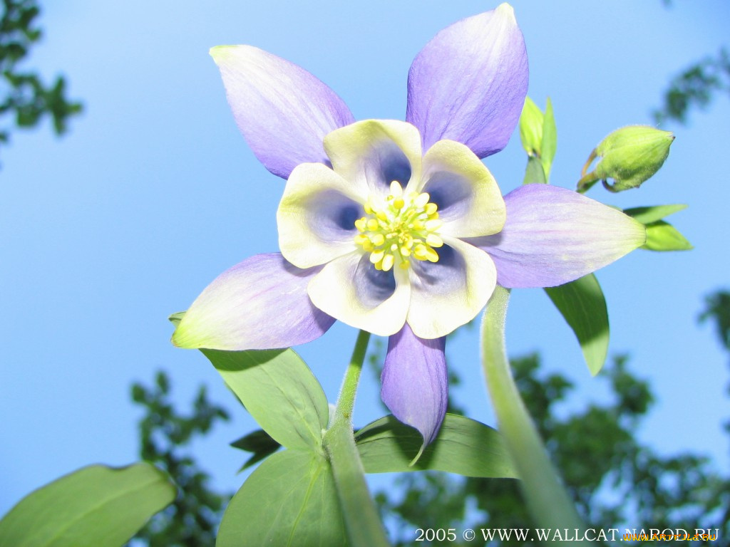 цветы, аквилегия, водосбор