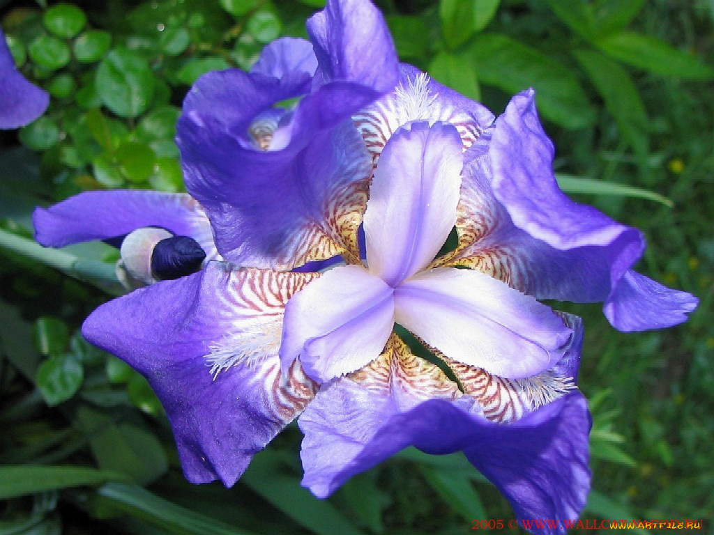 цветы, ирисы