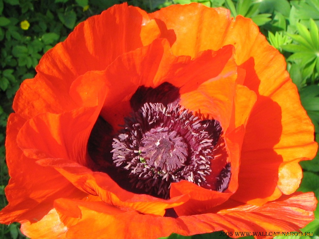 цветы, маки