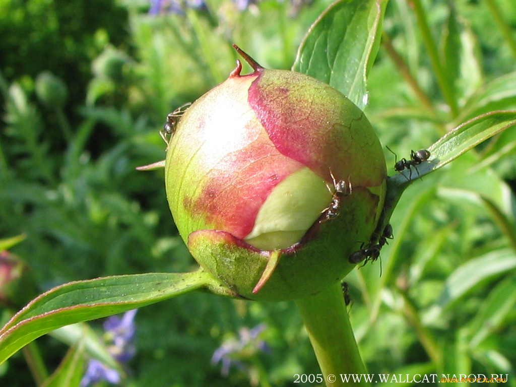 цветы, пионы