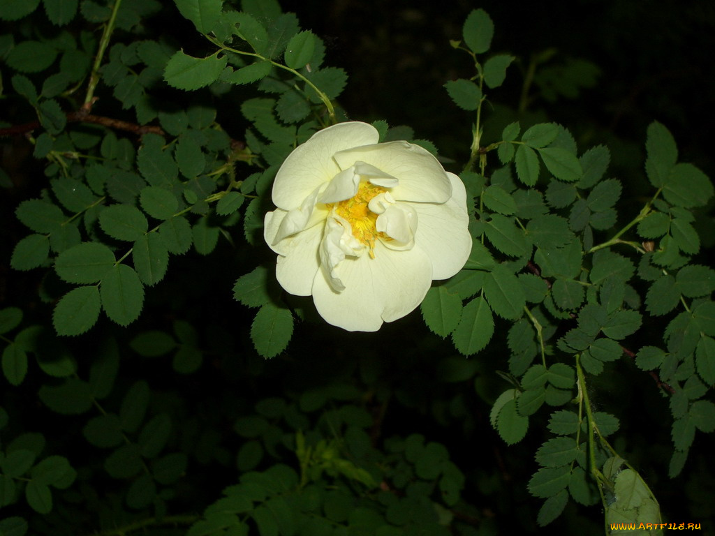 цветы, шиповник