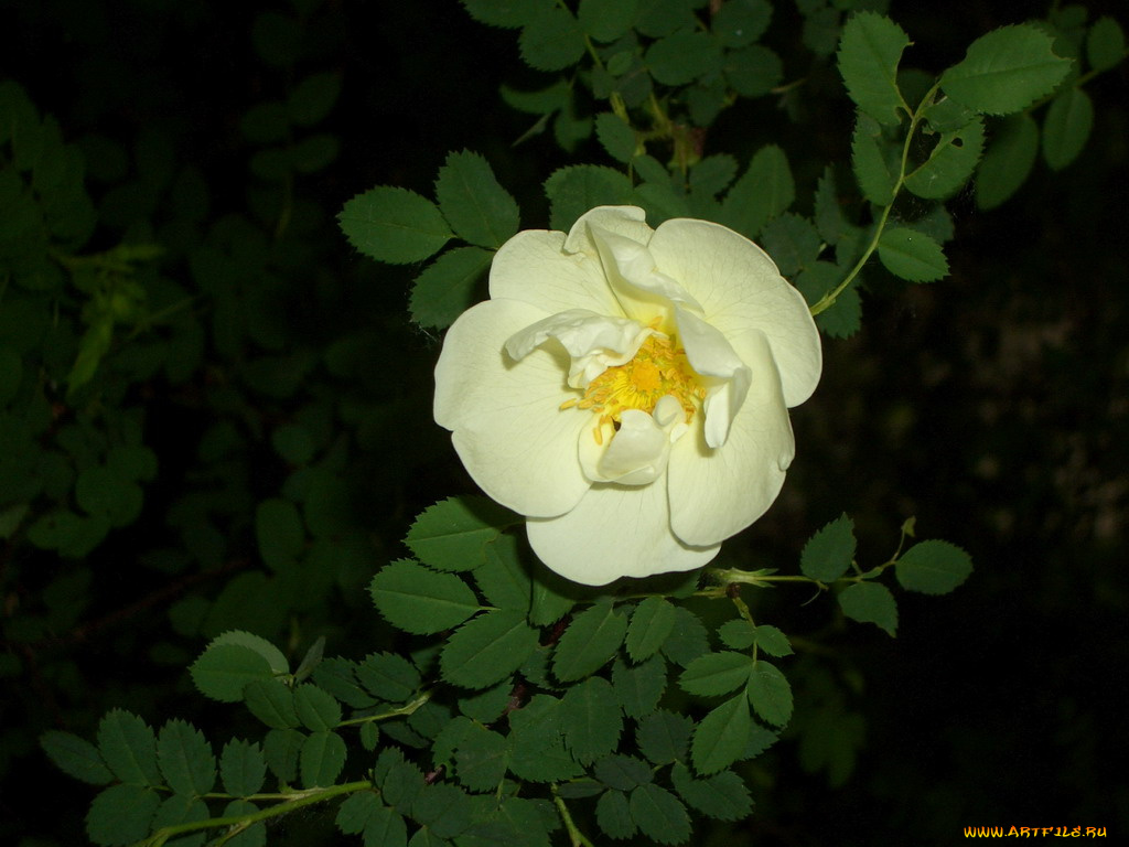 цветы, шиповник