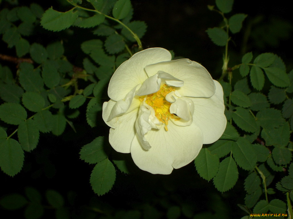 цветы, шиповник