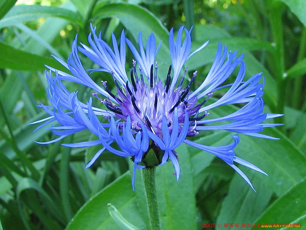 цветы, васильки