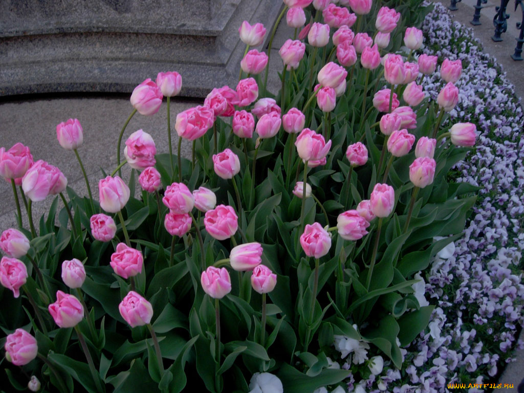 тюльпаны, цветы