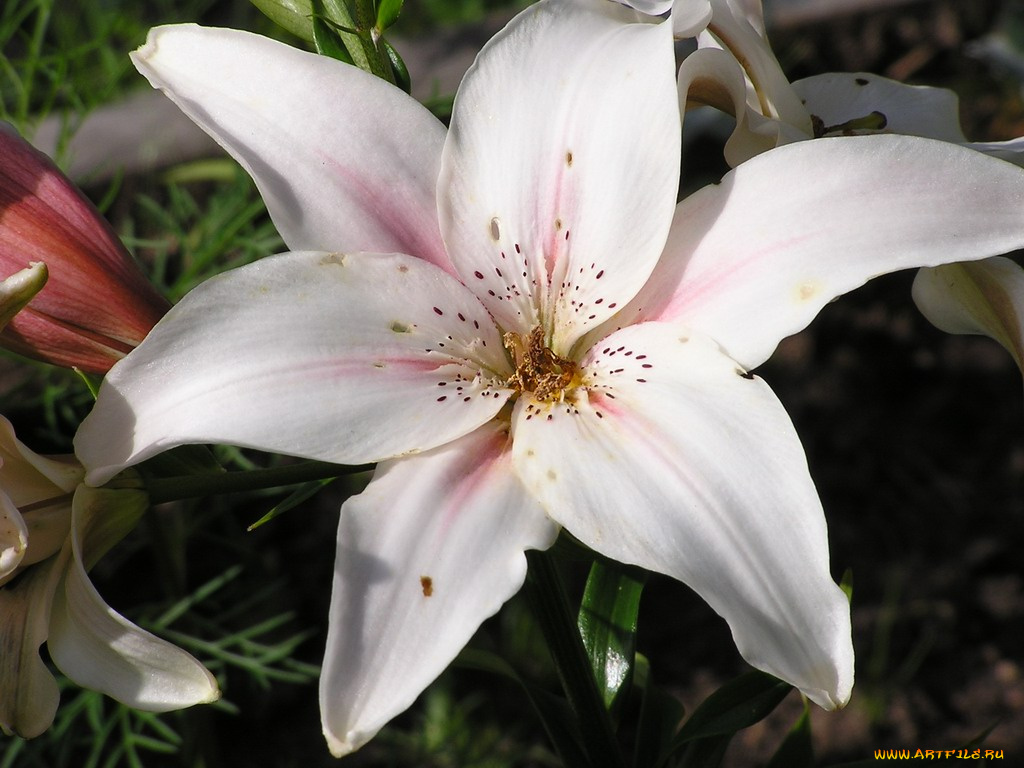 цветы, лилии, лилейники