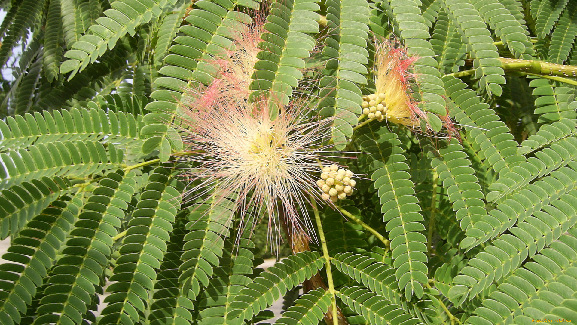 природа, листья