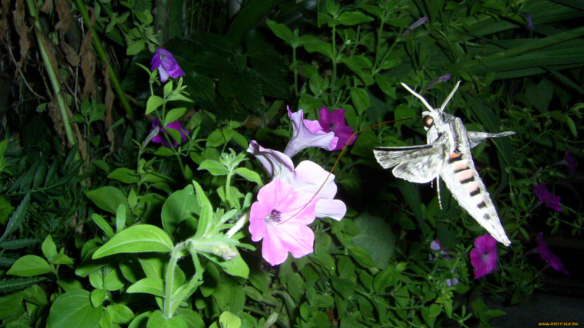 животные, бабочки