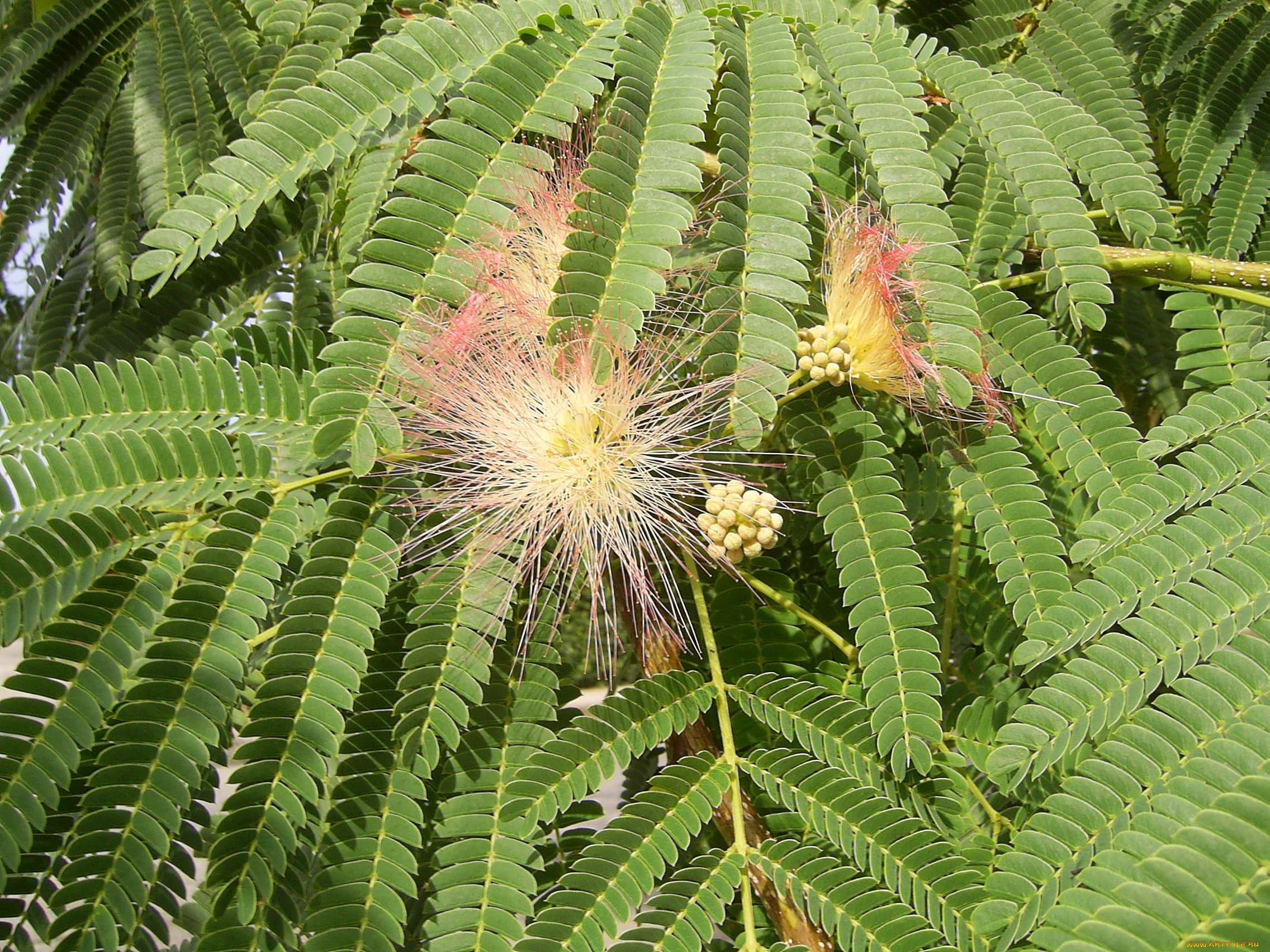 природа, листья