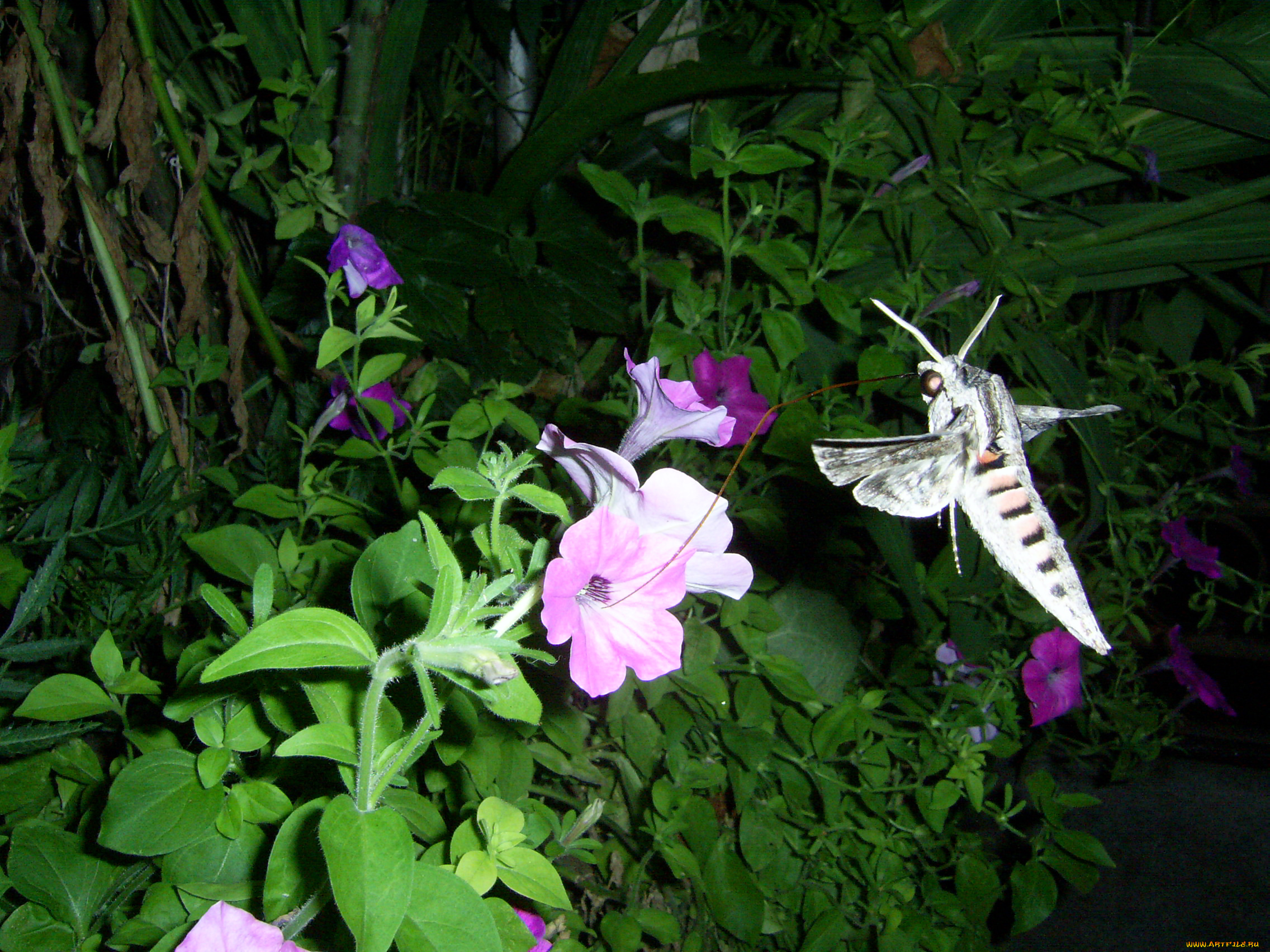 животные, бабочки