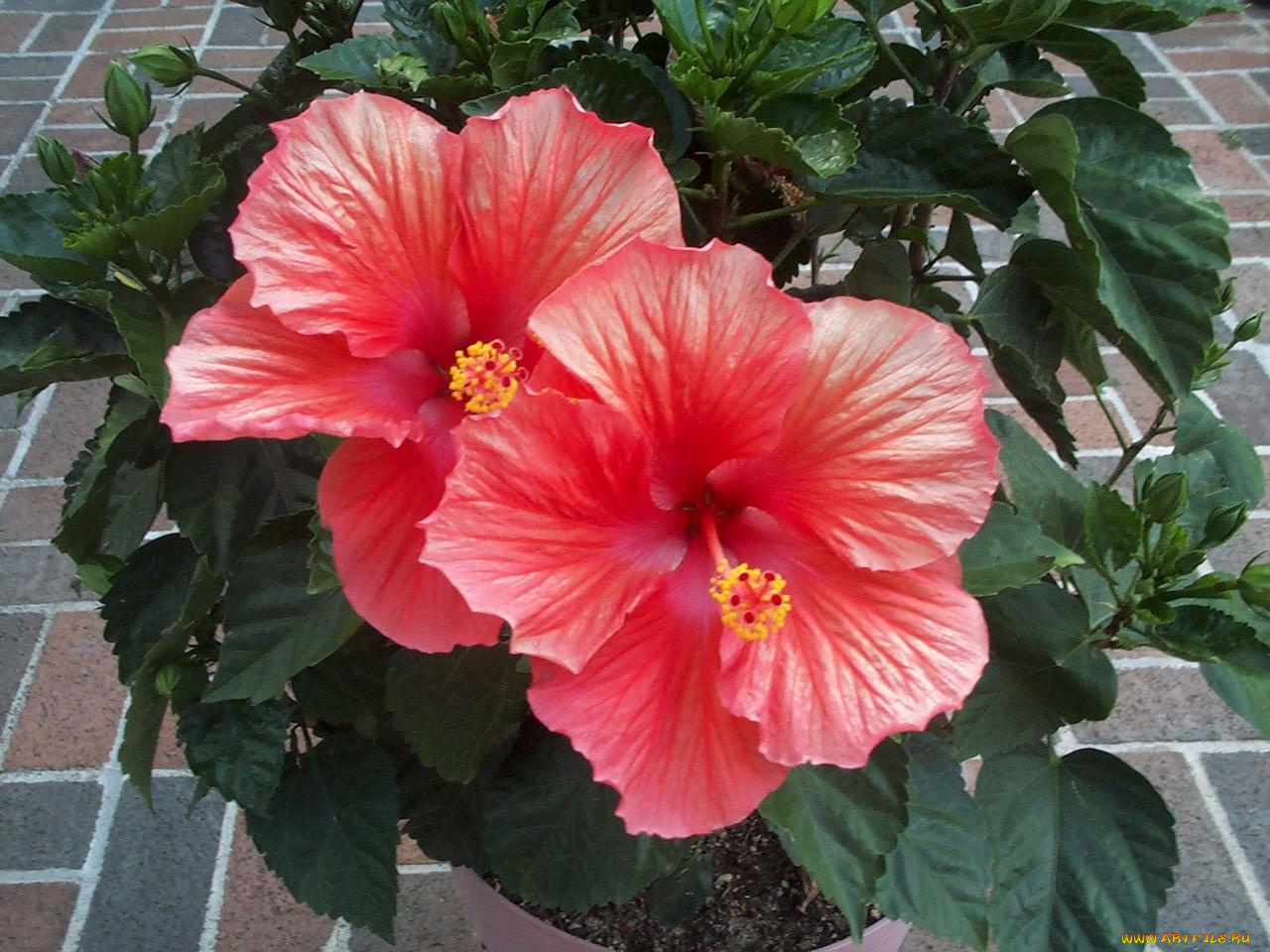 цветы, гибискусы