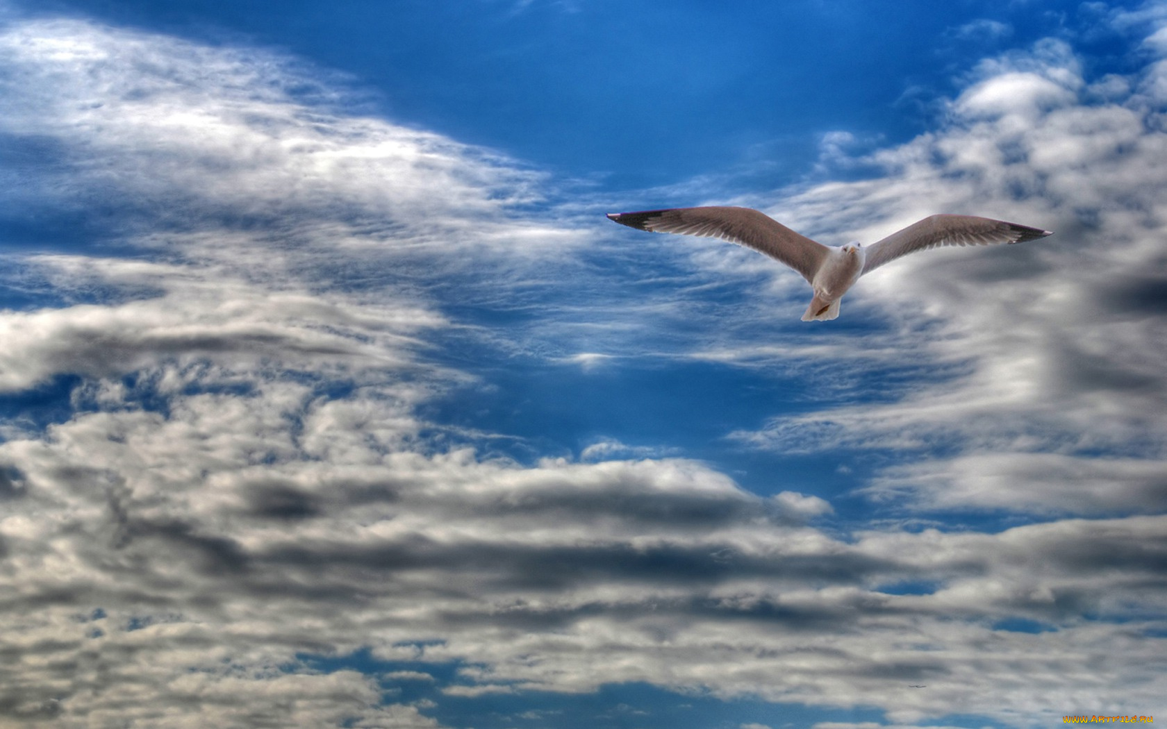 животные, Чайки, бакланы, крачки