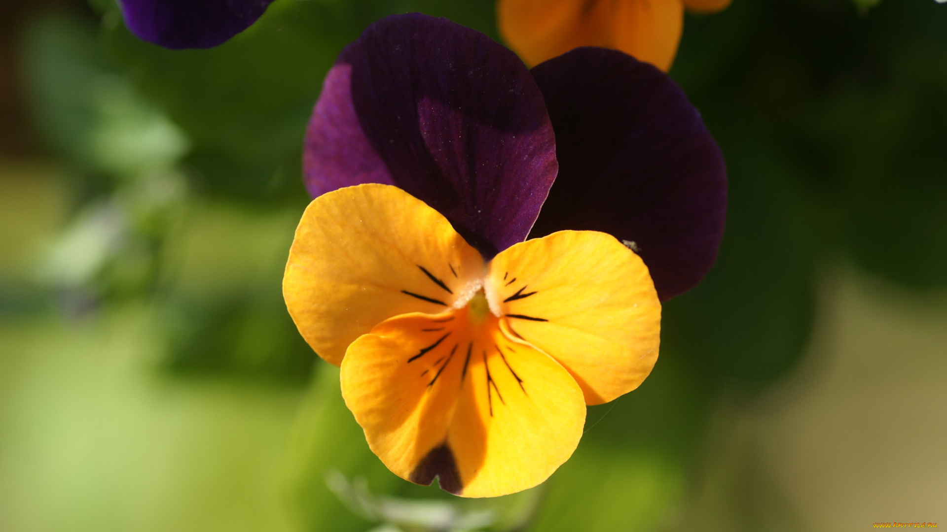 цветы, анютины, глазки, садовые, фиалки