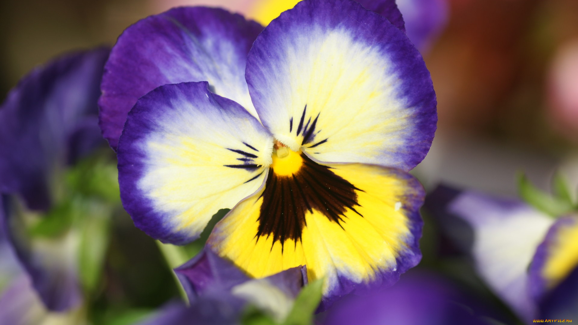 цветы, анютины, глазки, садовые, фиалки