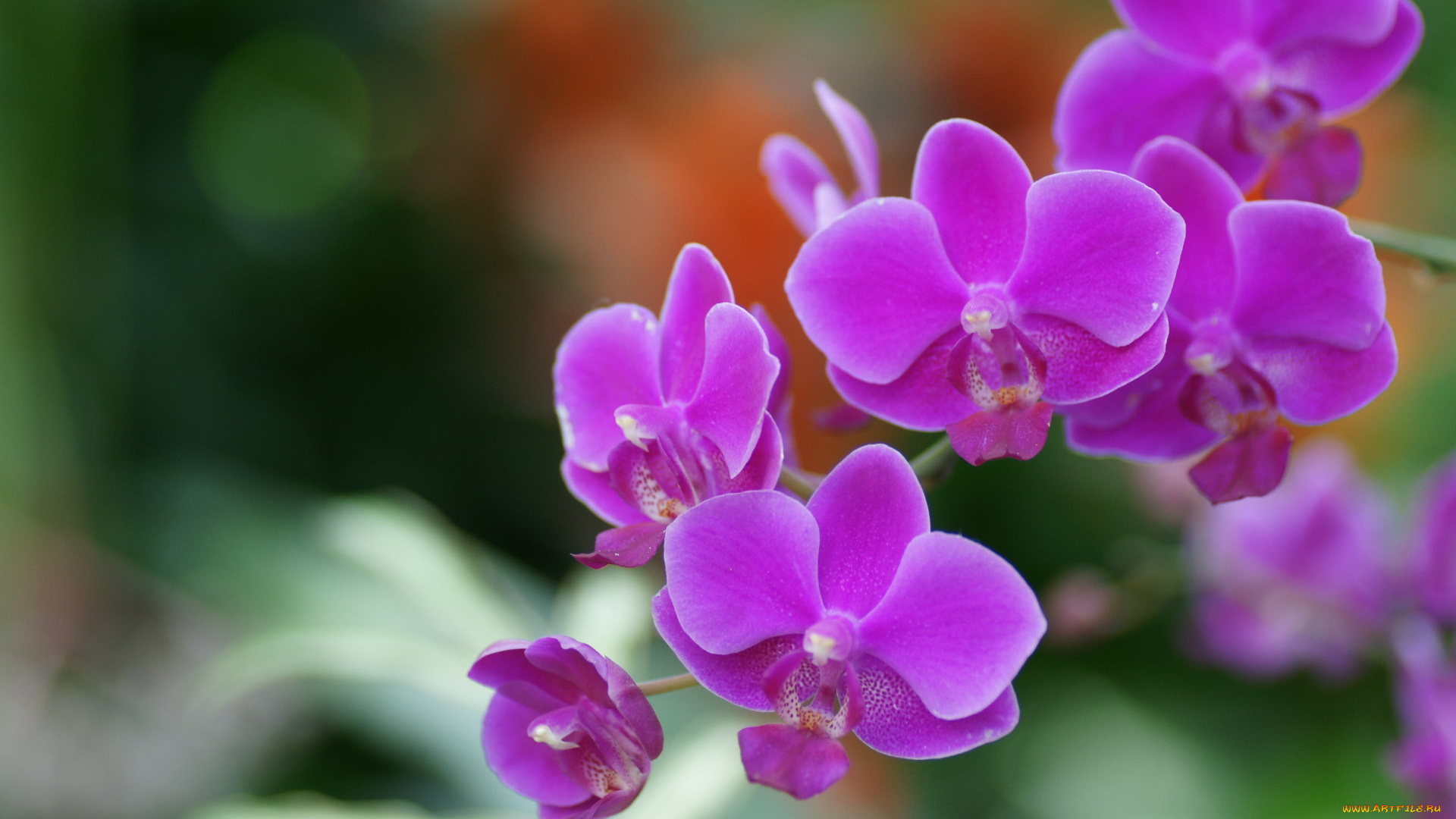 цветы, орхидеи