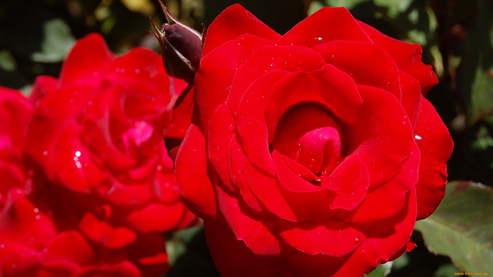 цветы, розы