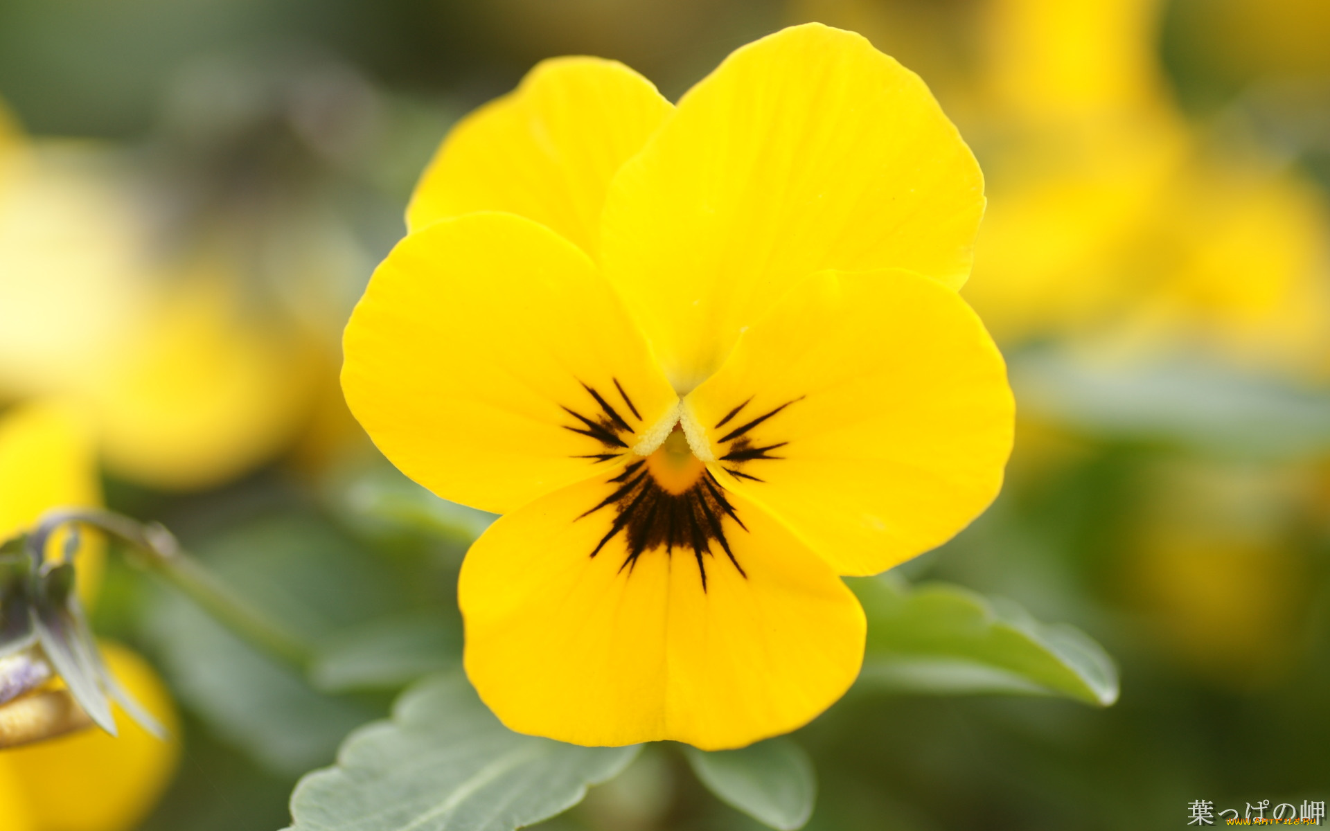 цветы, анютины, глазки, садовые, фиалки