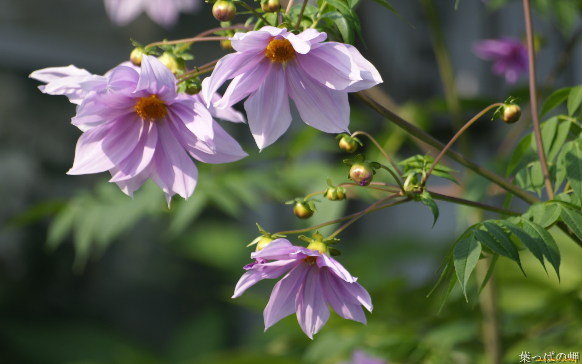 цветы, георгины