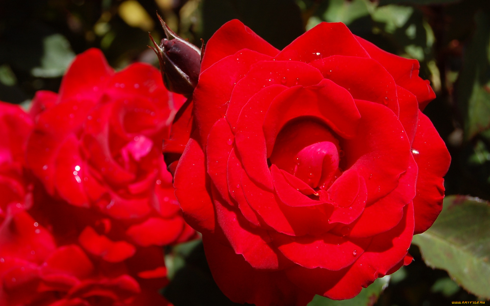 цветы, розы