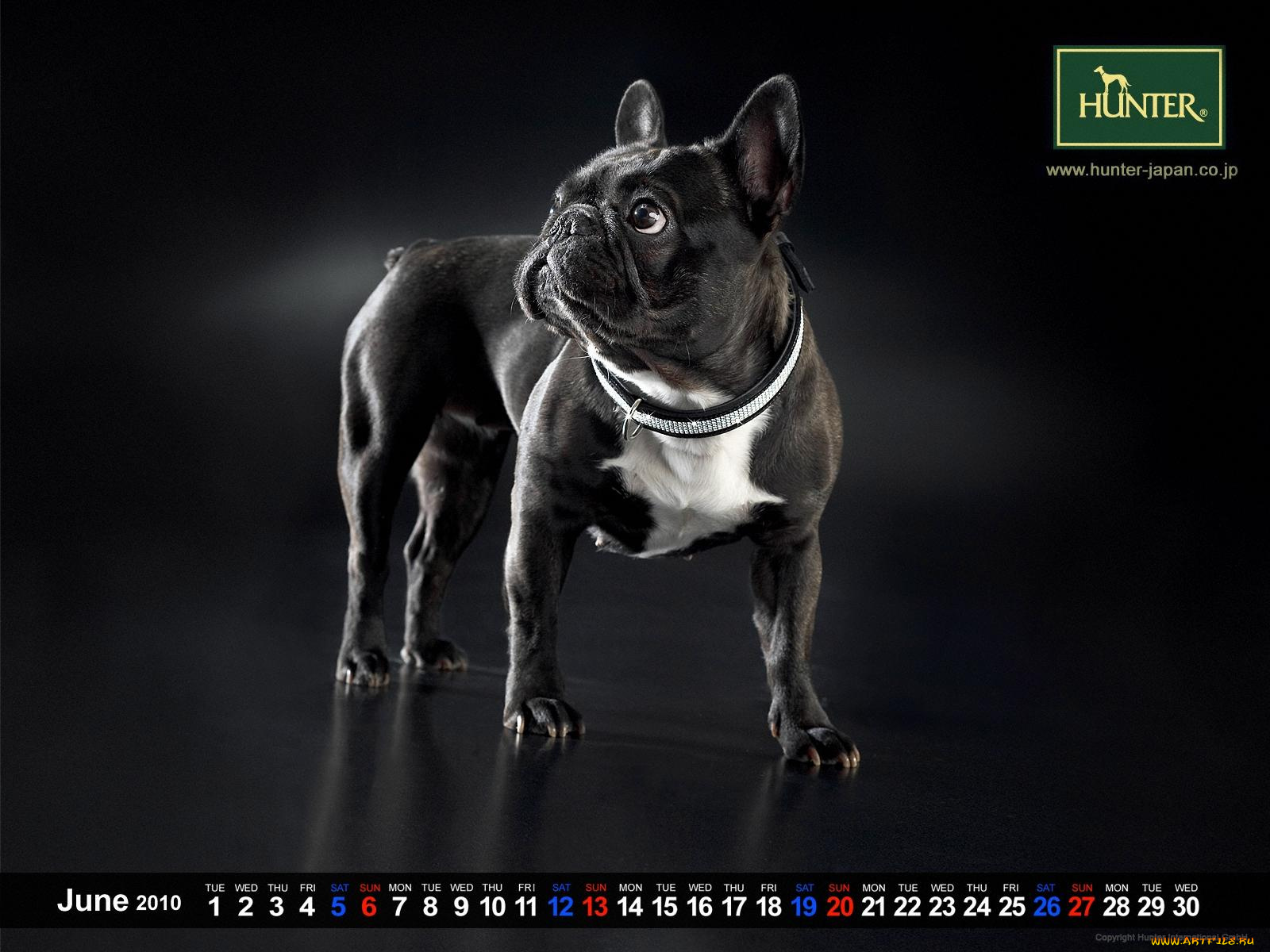 бренды, hunter