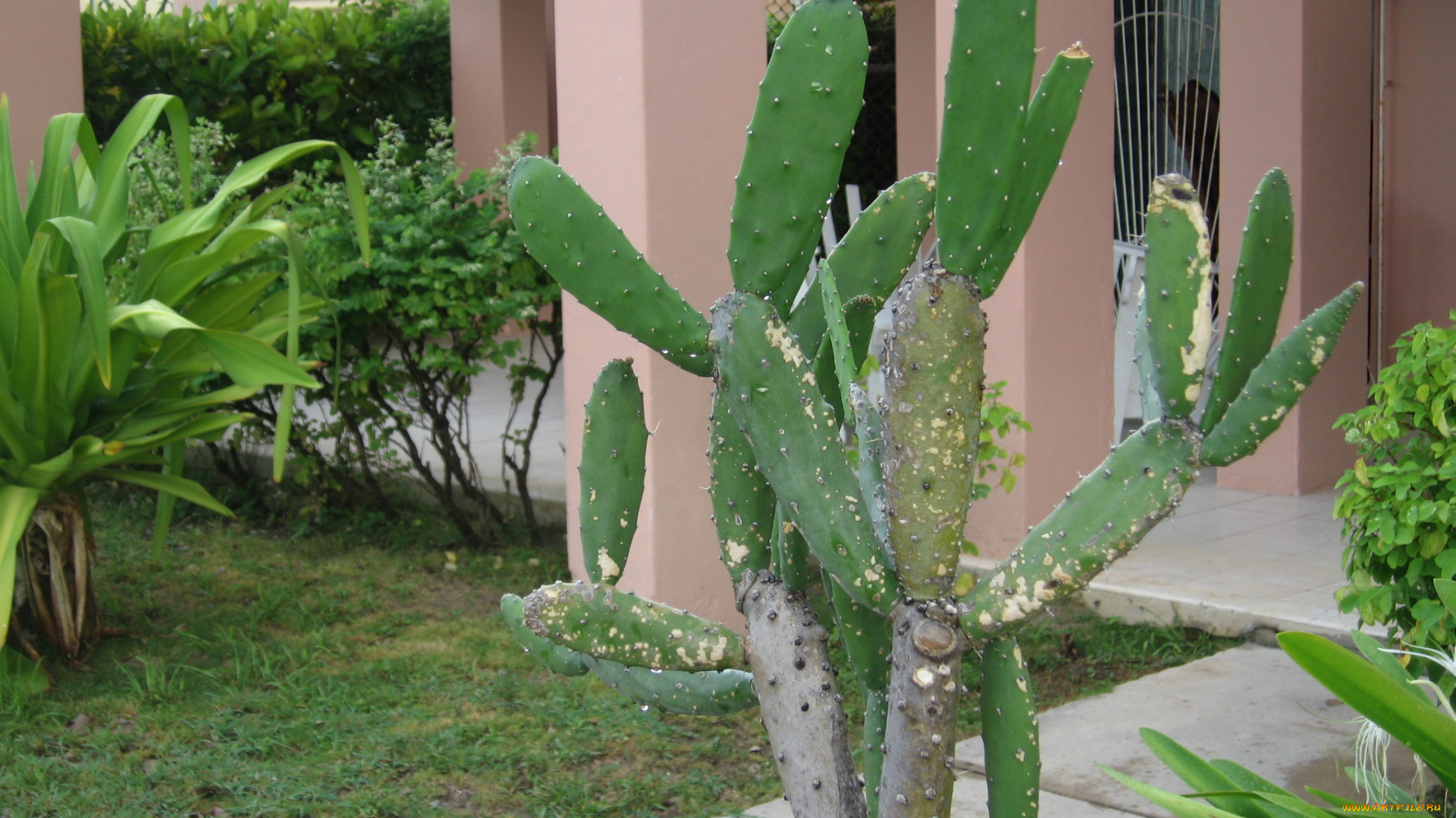 цветы, кактусы