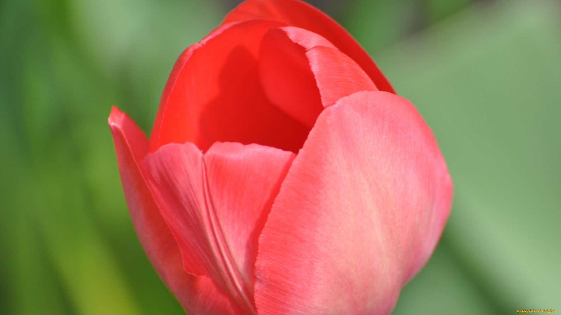 цветы, тюльпаны