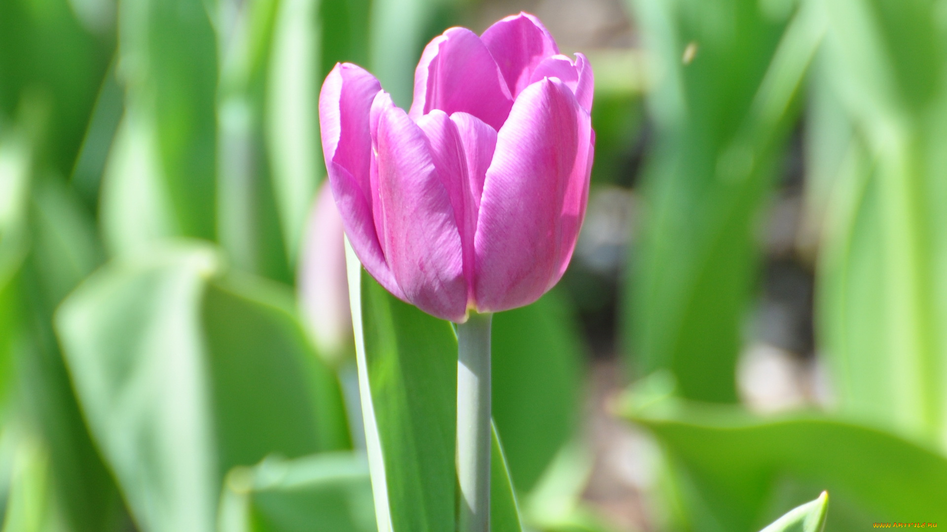 цветы, тюльпаны