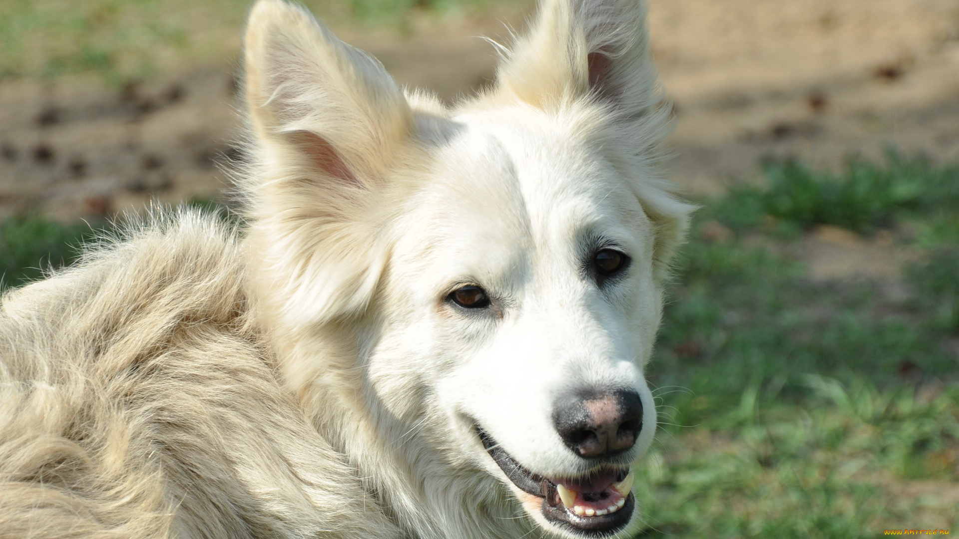 животные, собаки