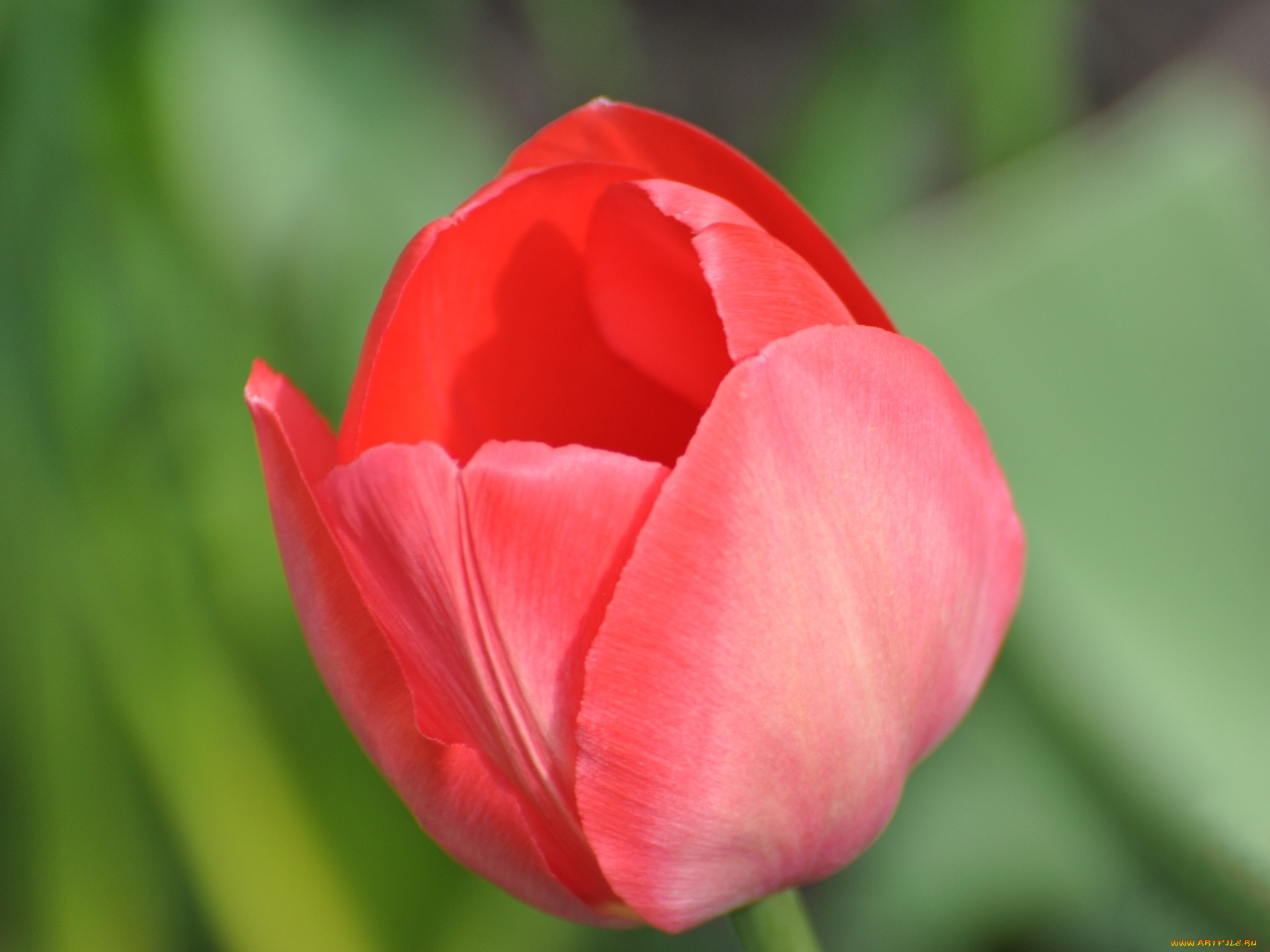 цветы, тюльпаны